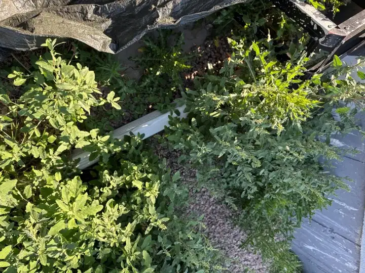 Downspout documented during a roof inspection in Colorado Springs